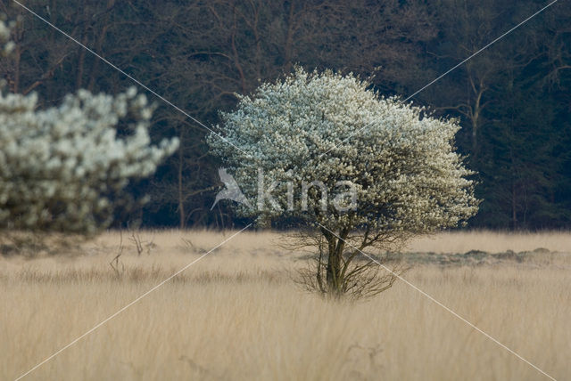 Krentenboompje (Amelanchier spec.)