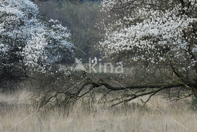 Krentenboompje (Amelanchier spec.)