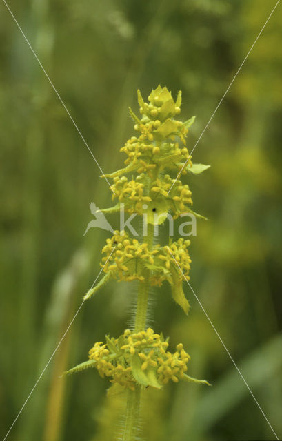 Kruisbladwalstro (Cruciata laevipes)