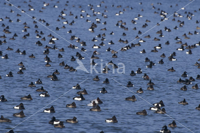 Tufted Duck (Aythya fuligula)