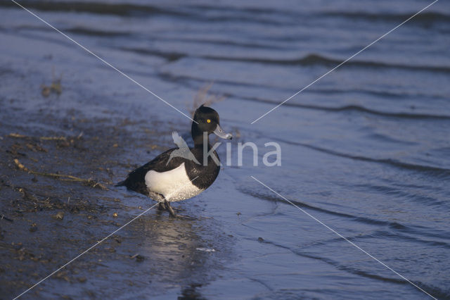 Tufted Duck (Aythya fuligula)