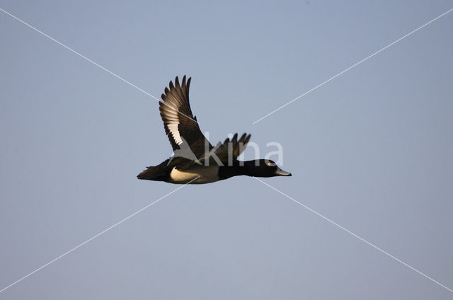 Tufted Duck (Aythya fuligula)