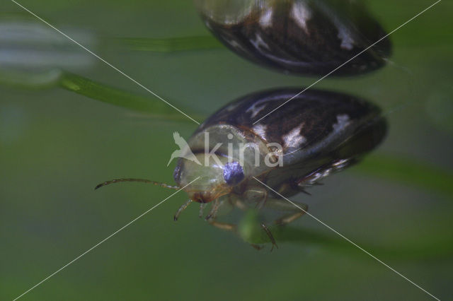 Laccophilus hyalinus