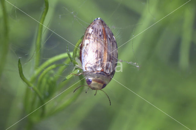 Laccophilus minutus