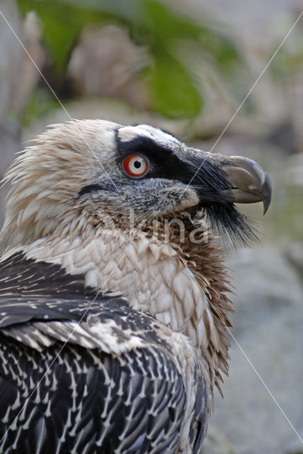 Lammergier (Gypaetus barbatus)