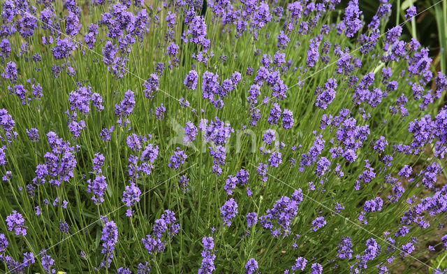 Lavendel (Lavandula spec.)