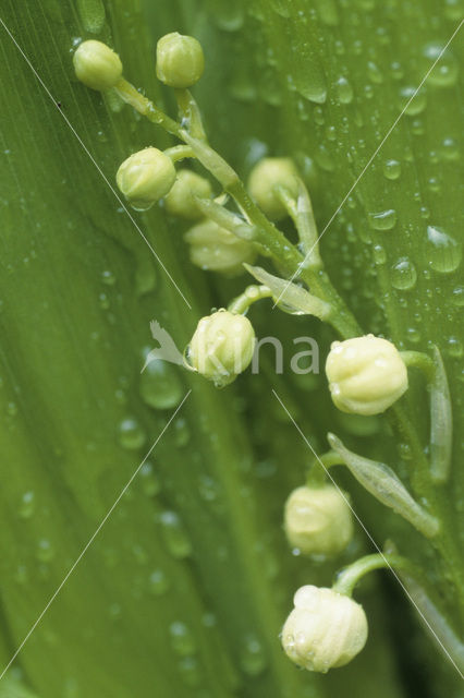 Lelietje-van-dalen (Convallaria majalis)