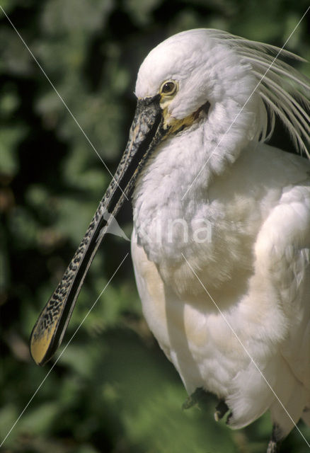 Eurasian Spoonbill (Platalea leucorodia)