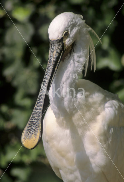 Eurasian Spoonbill (Platalea leucorodia)