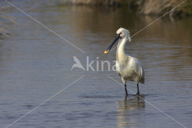 Eurasian Spoonbill (Platalea leucorodia)