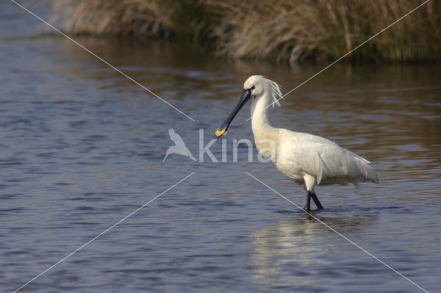 Eurasian Spoonbill (Platalea leucorodia)