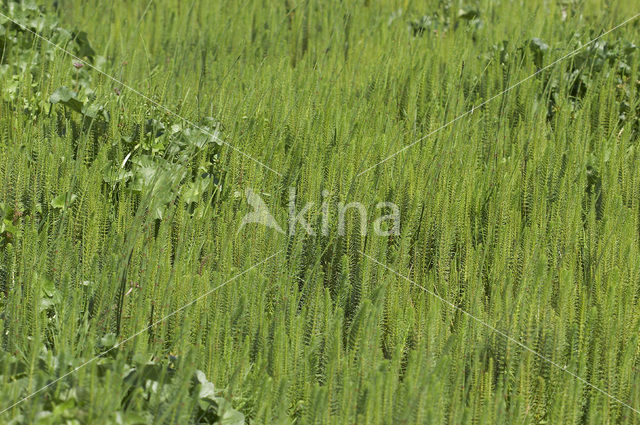 Lidsteng (Hippuris vulgaris)