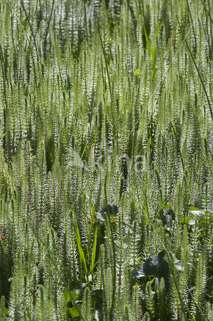 Mare’s-tail (Hippuris vulgaris)