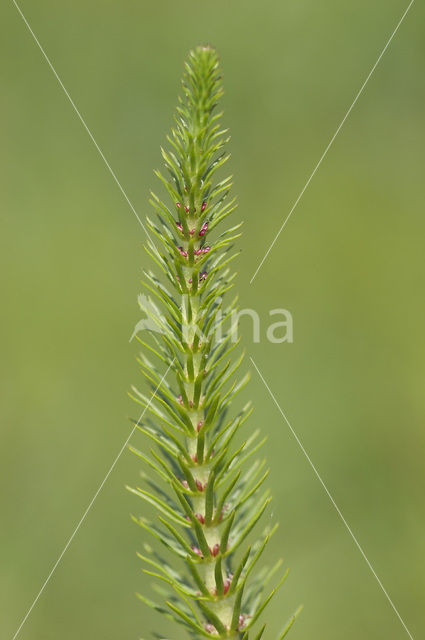 Mare’s-tail (Hippuris vulgaris)