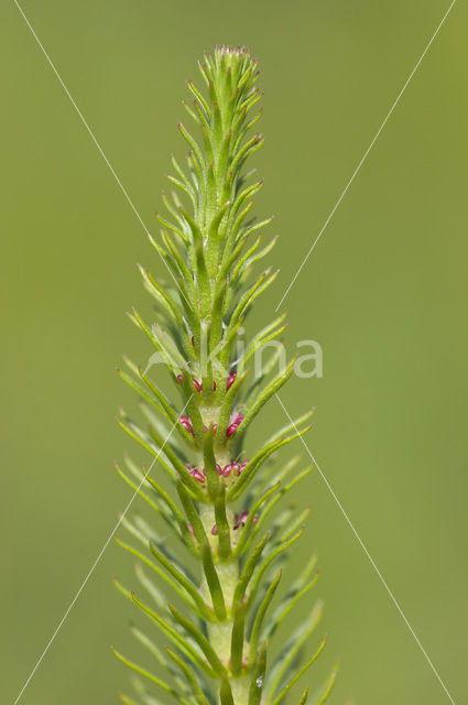 Lidsteng (Hippuris vulgaris)