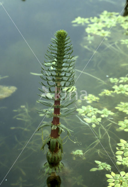 Mare’s-tail (Hippuris vulgaris)