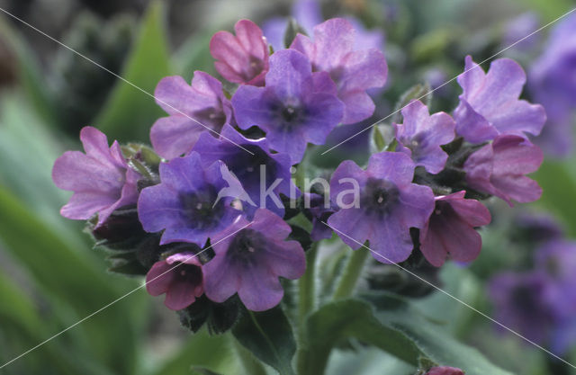 Longkruid (Pulmonaria )