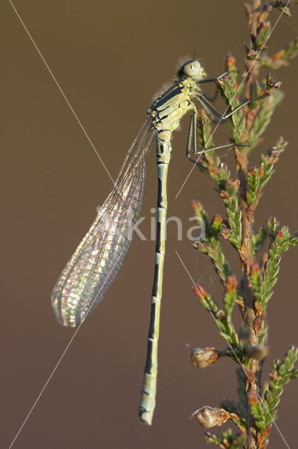 Maanwaterjuffer (Coenagrion lunulatum)