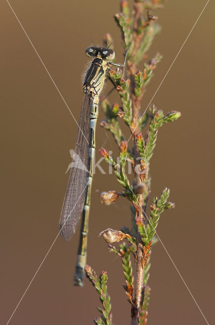 Maanwaterjuffer (Coenagrion lunulatum)