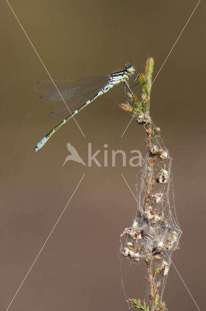 Maanwaterjuffer (Coenagrion lunulatum)