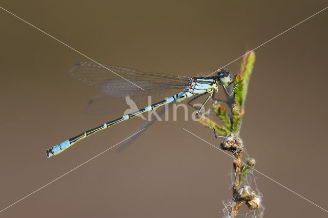 Maanwaterjuffer (Coenagrion lunulatum)