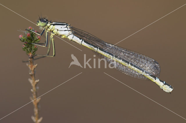 Maanwaterjuffer (Coenagrion lunulatum)