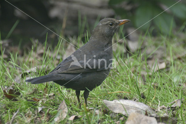 Merel (Turdus merula)