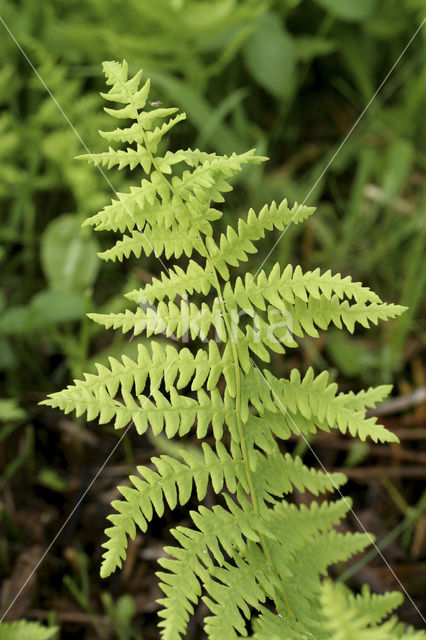 Moerasvaren (Thelypteris palustris)