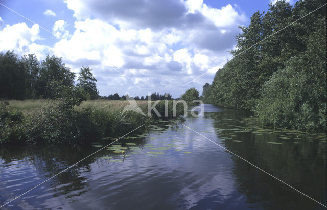 Nieuwkoopse Plassen