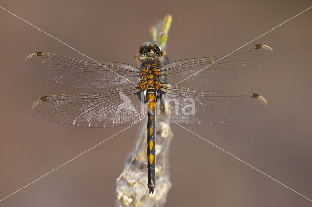 Noordse witsnuitlibel (Leucorrhinia rubicunda)