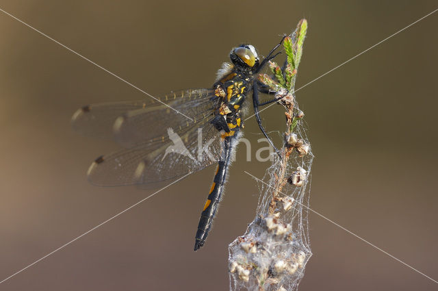 Noordse witsnuitlibel (Leucorrhinia rubicunda)