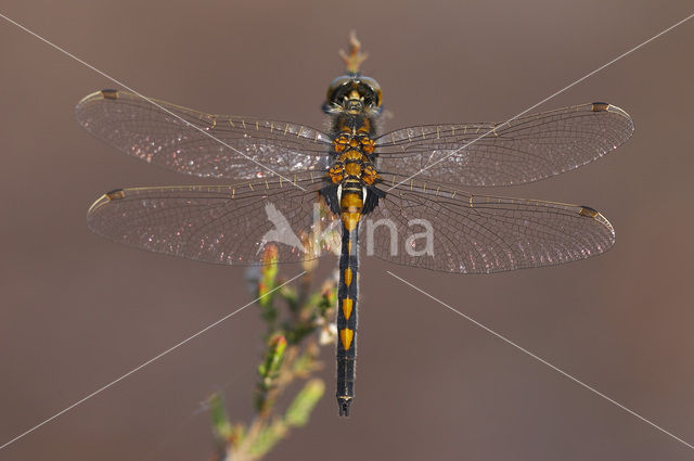 Noordse witsnuitlibel (Leucorrhinia rubicunda)