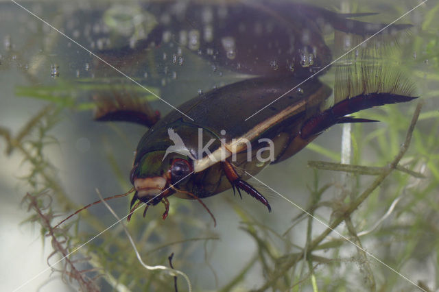 Diving Beetle (Cybister laterimarginalis)