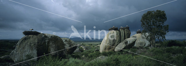 White Stork (Ciconia ciconia)