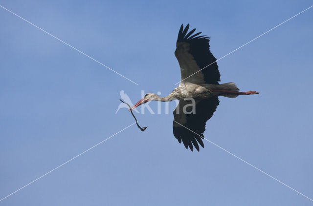 White Stork (Ciconia ciconia)