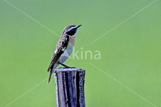 Paapje (Saxicola rubetra)