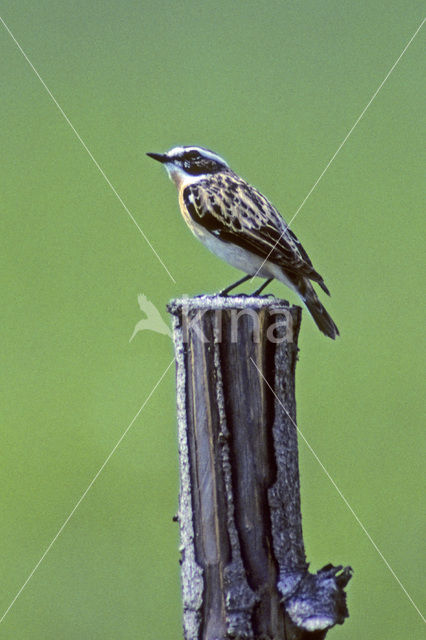 Paapje (Saxicola rubetra)