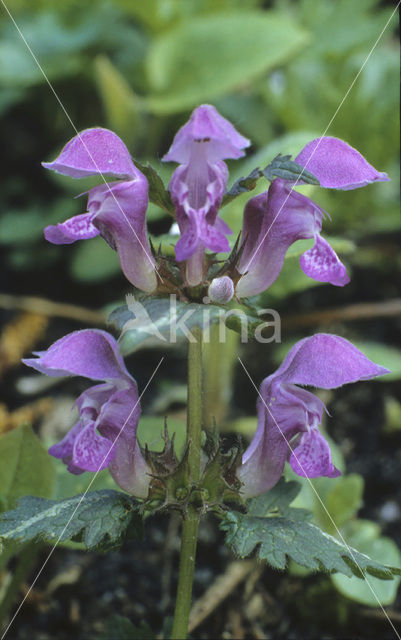 purple Dead-nettle (Lamium purpureum)