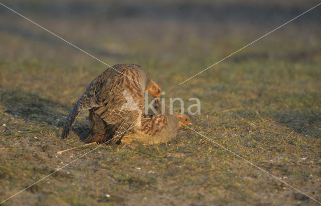 Grey Partridge (Perdix perdix)