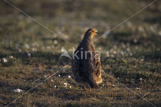 Patrijs (Perdix perdix)