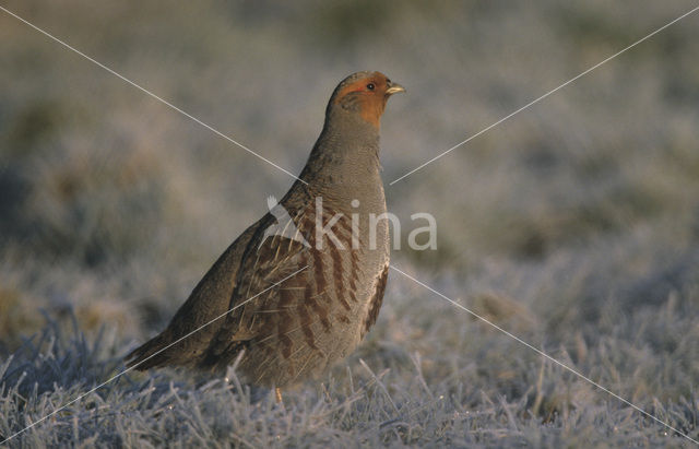 Grey Partridge (Perdix perdix)