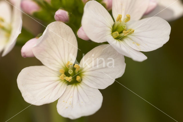 Pinksterbloem (Cardamine pratensis)