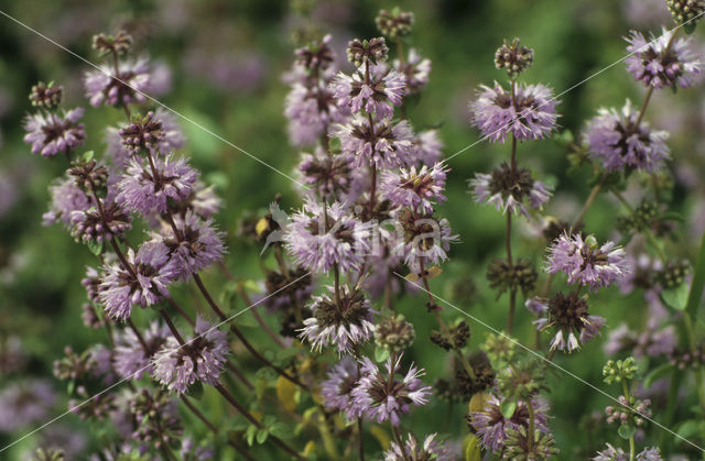 Polei (Mentha pulegium)