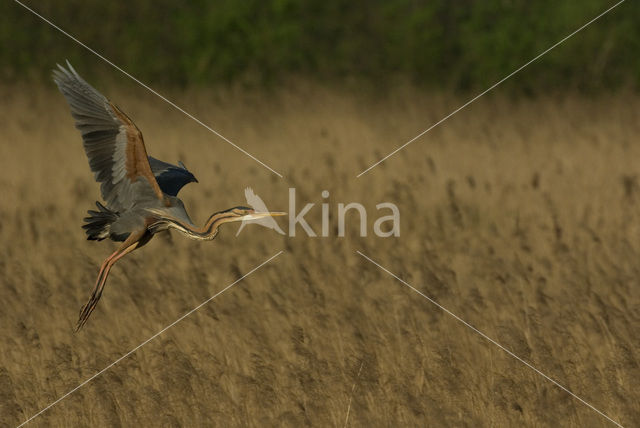 Purperreiger (Ardea purpurea)