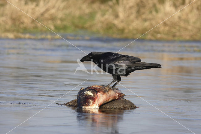 Raaf (Corvus corax)