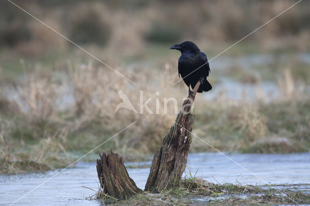 Raaf (Corvus corax)