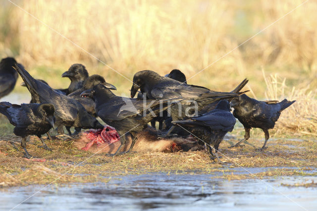 Common Raven (Corvus corax)