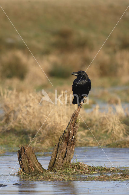 Raaf (Corvus corax)