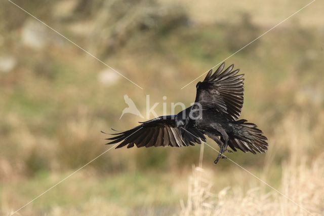 Raaf (Corvus corax)