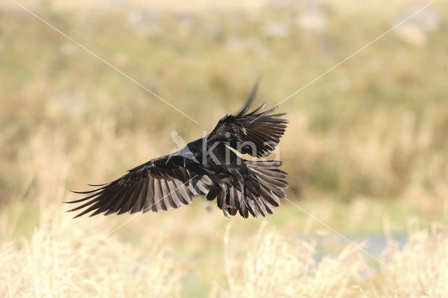 Raaf (Corvus corax)